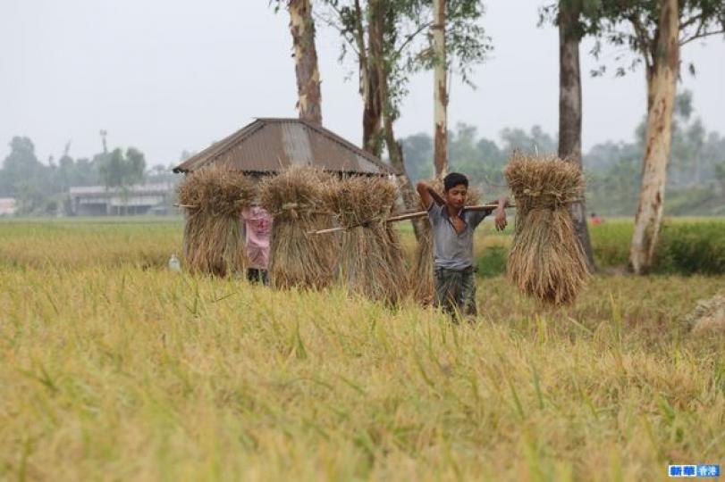 孟加拉國：收穫水稻......
