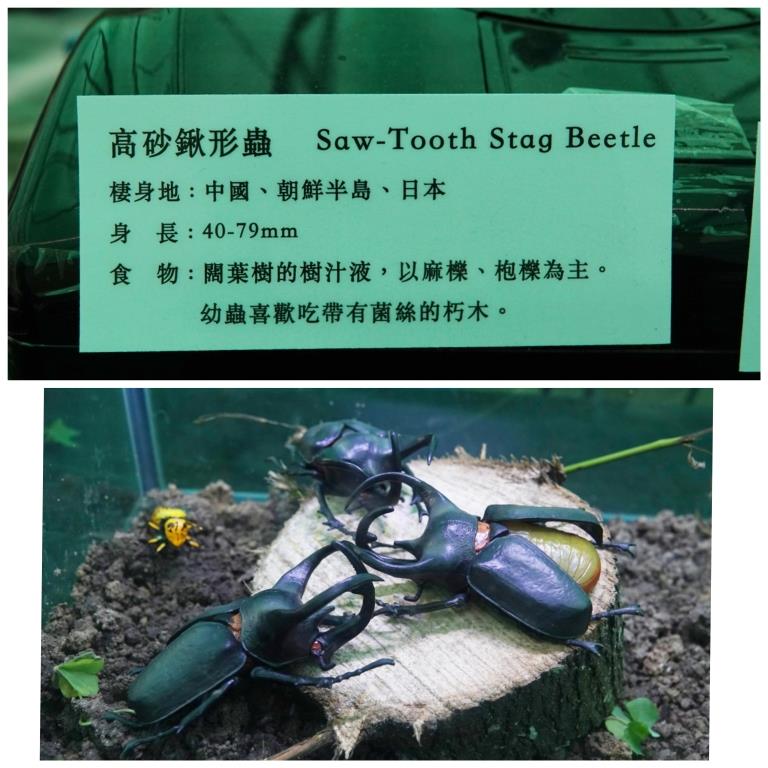香港北區花鳥蟲魚展覽2018攝影分享