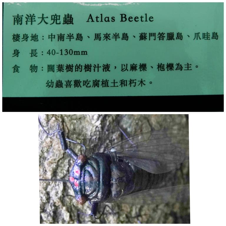 香港北區花鳥蟲魚展覽2018攝影分享