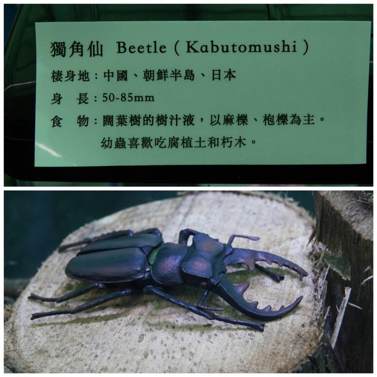 香港北區花鳥蟲魚展覽2018攝影分享
