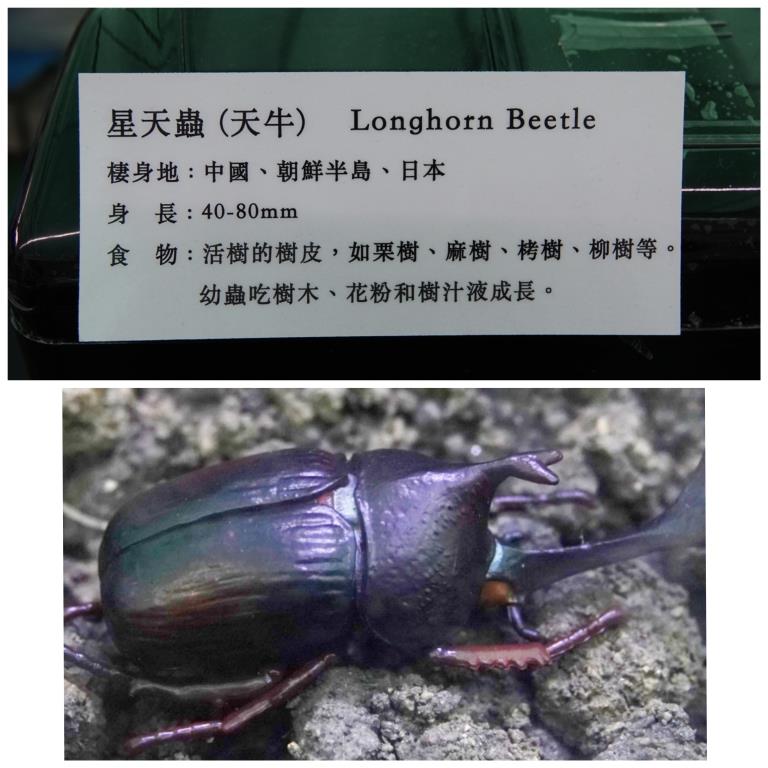 香港北區花鳥蟲魚展覽2018攝影分享
