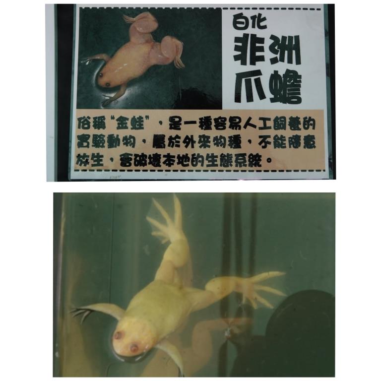 香港北區花鳥蟲魚展覽2018攝影分享