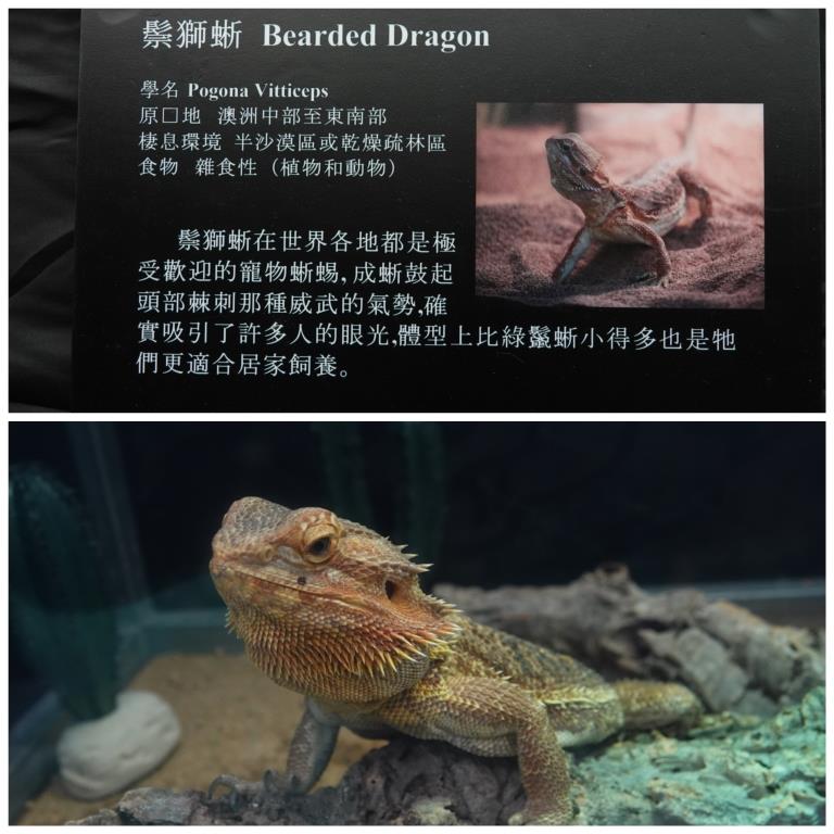香港北區花鳥蟲魚展覽2018攝影分享