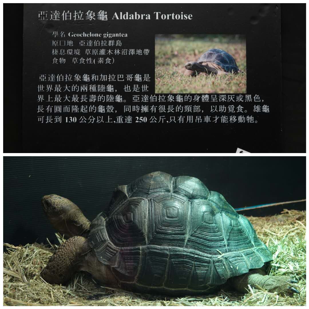 香港北區花鳥蟲魚展覽2018攝影分享