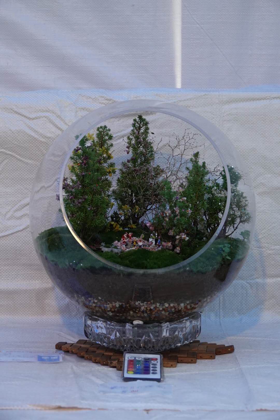 香港北區花鳥蟲魚展覽2018攝影分享