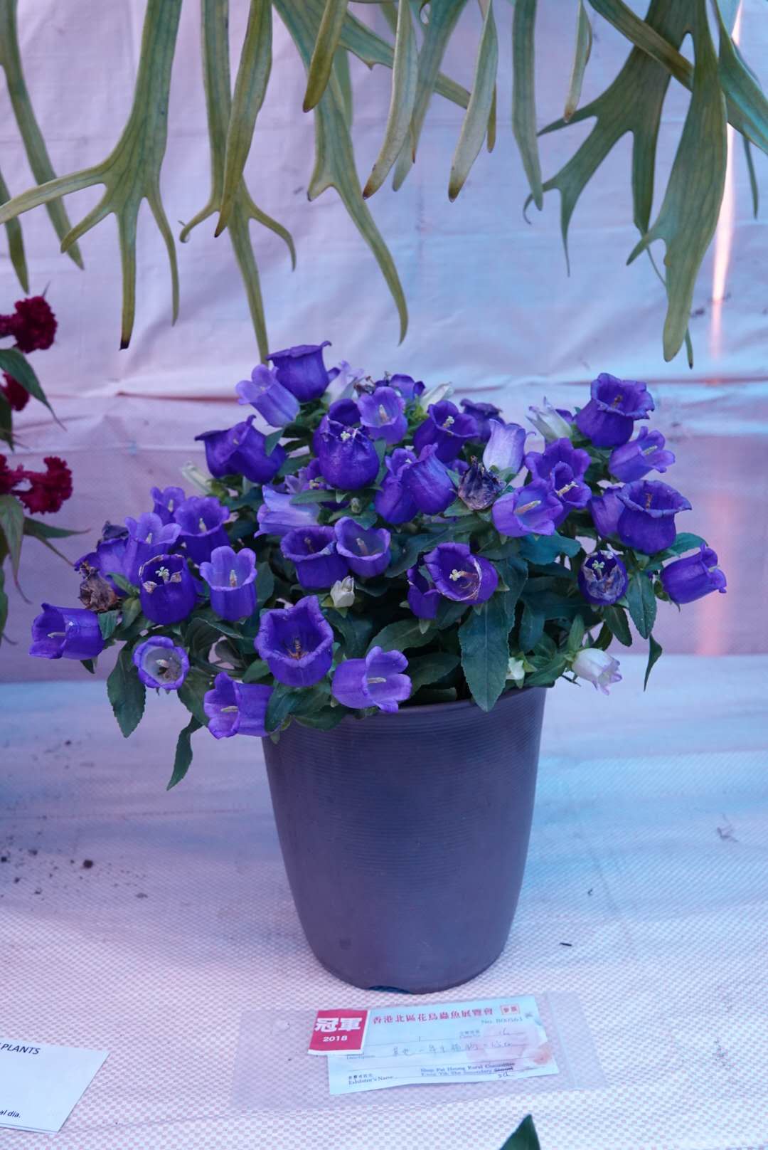 香港北區花鳥蟲魚展覽2018攝影分享