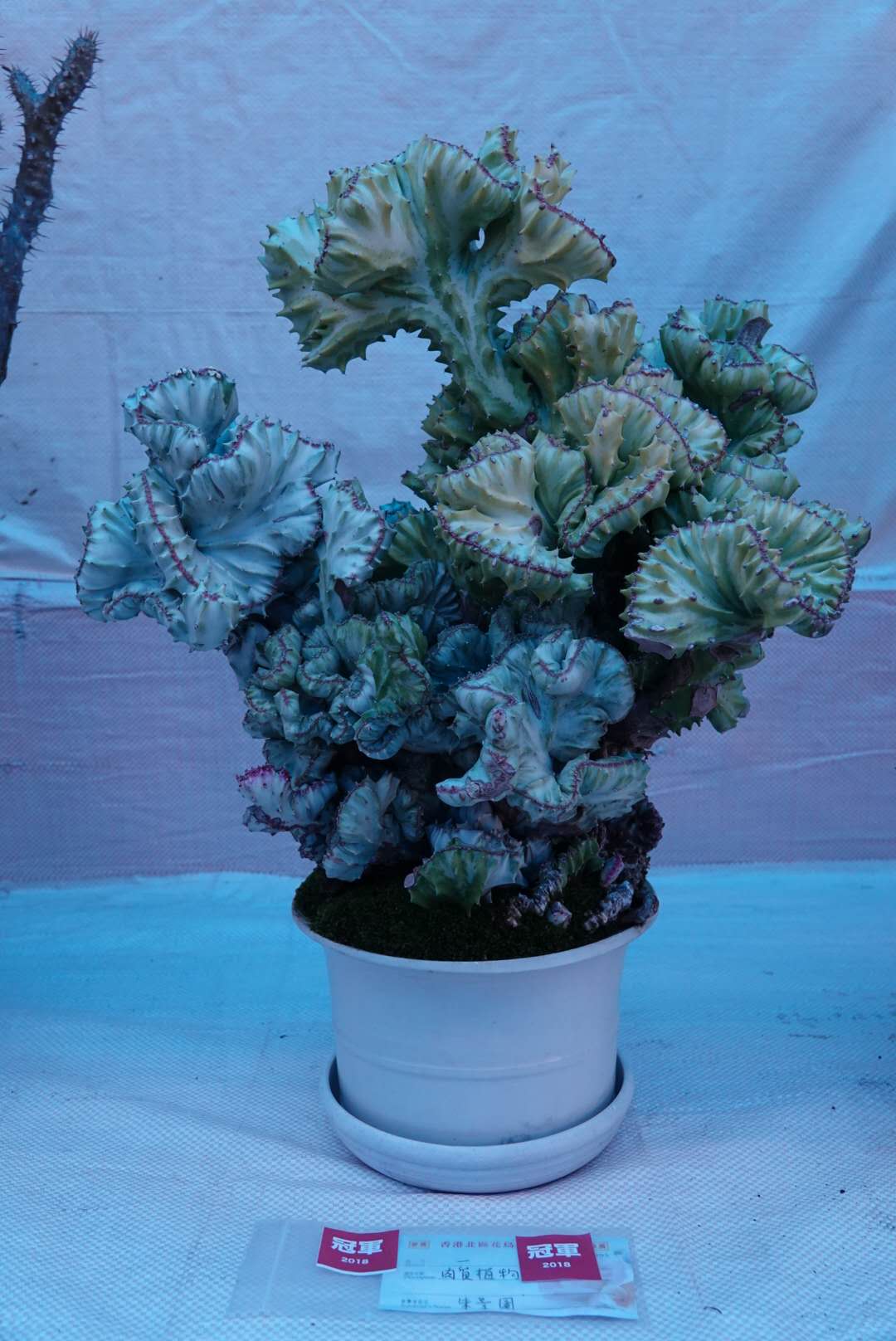 香港北區花鳥蟲魚展覽2018攝影分享