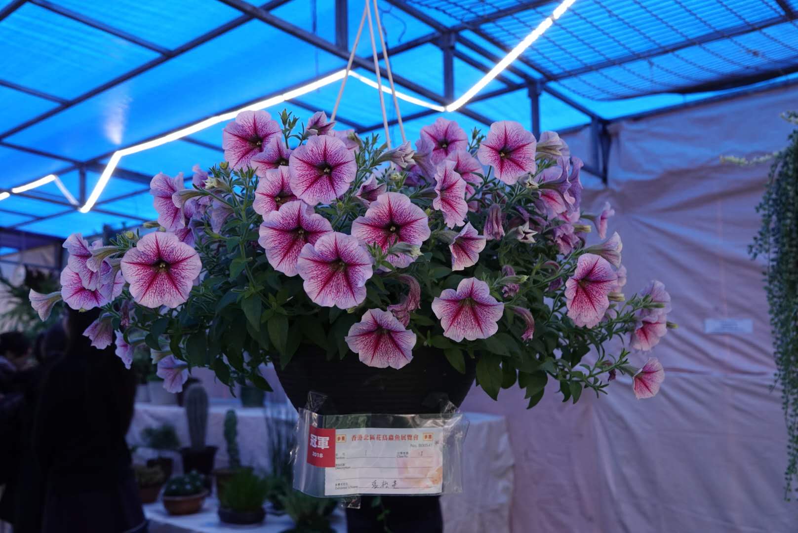 香港北區花鳥蟲魚展覽2018攝影分享