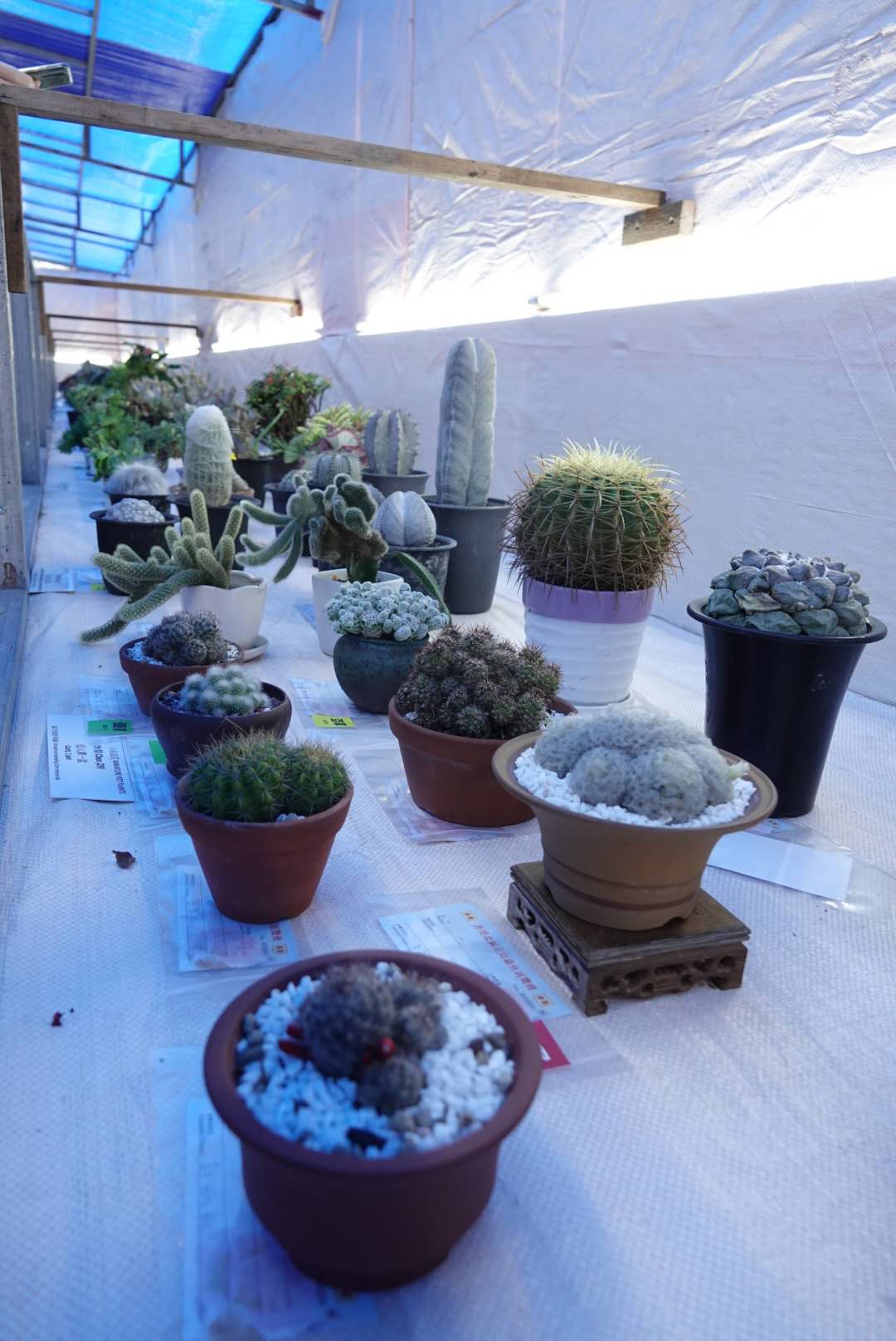 香港北區花鳥蟲魚展覽2018攝影分享