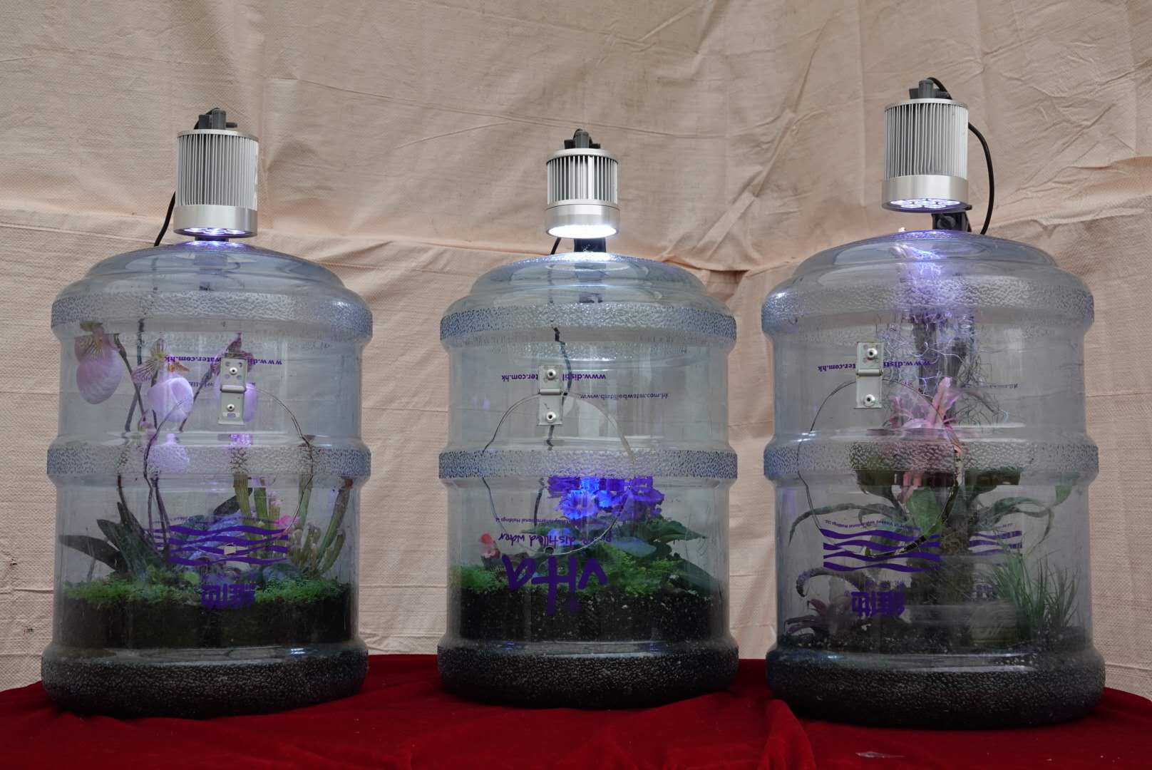 香港北區花鳥蟲魚展覽2018攝影分享