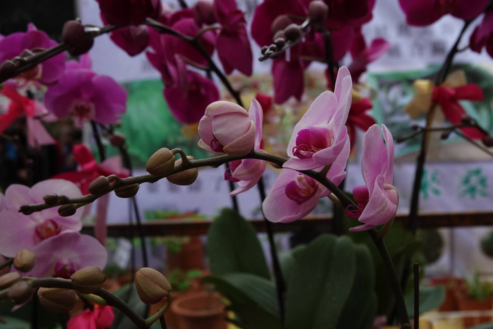 香港北區花鳥蟲魚展覽2018攝影分享