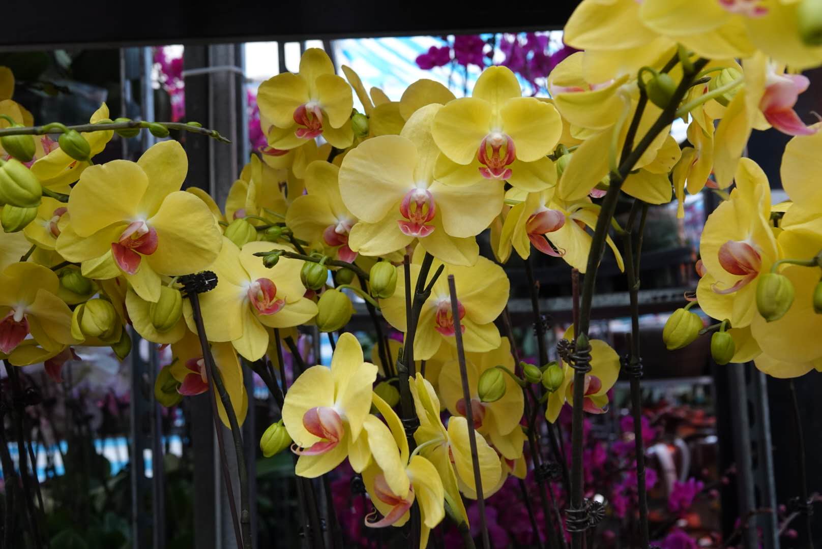 香港北區花鳥蟲魚展覽2018攝影分享