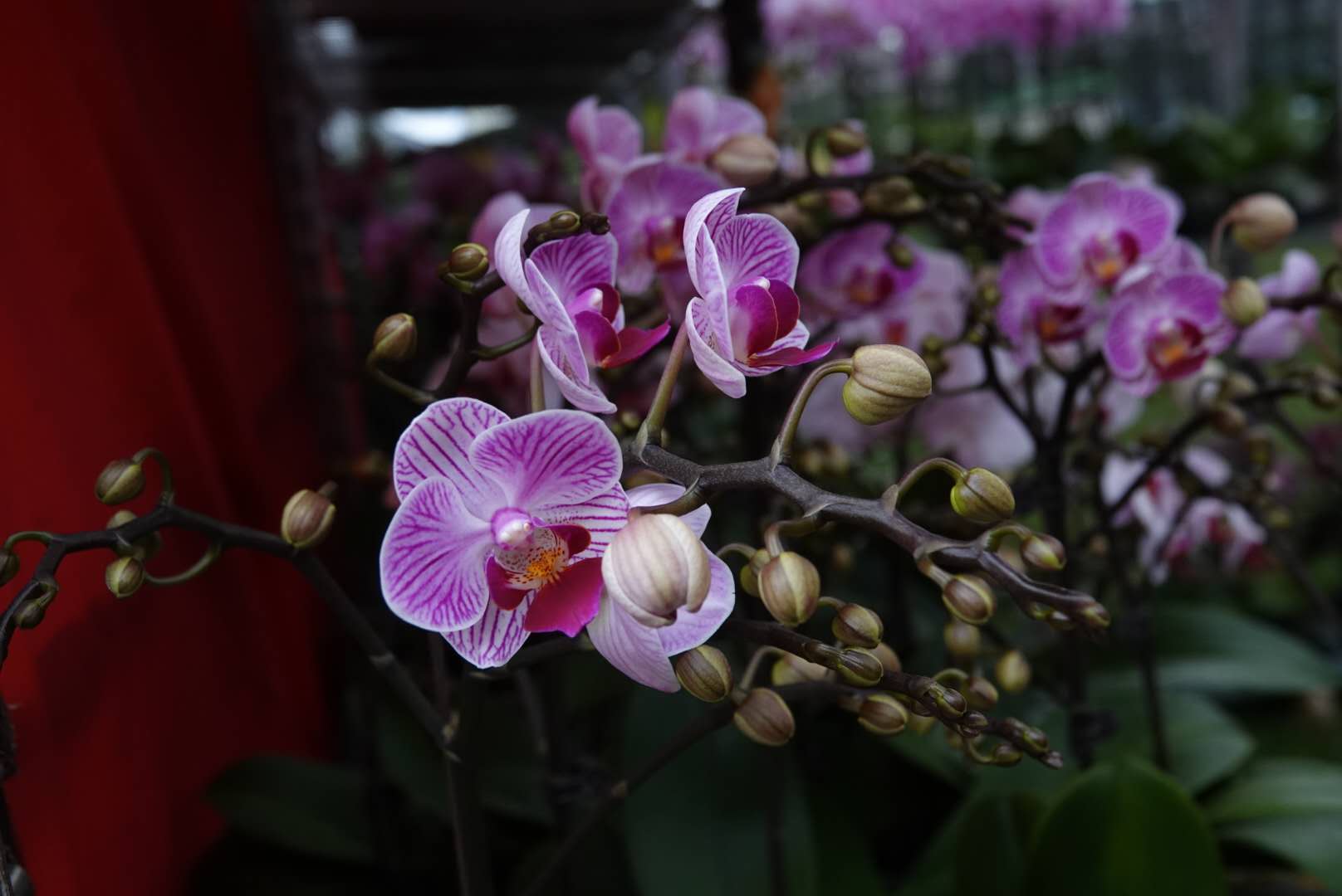 香港北區花鳥蟲魚展覽2018攝影分享