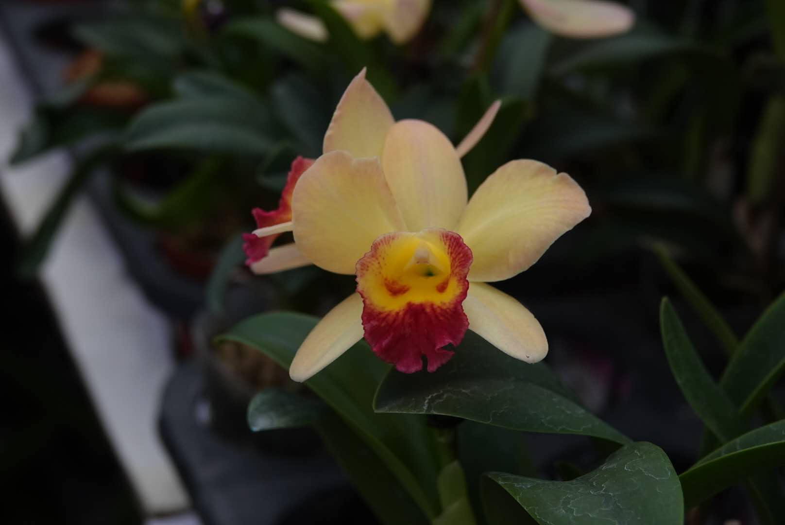 香港北區花鳥蟲魚展覽2018攝影分享