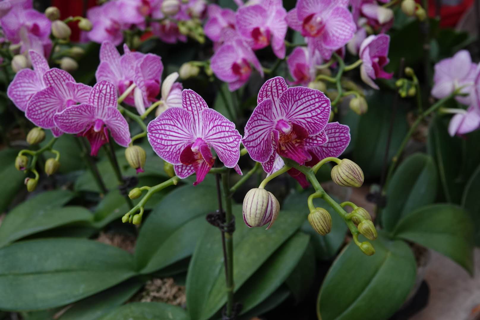 香港北區花鳥蟲魚展覽2018攝影分享