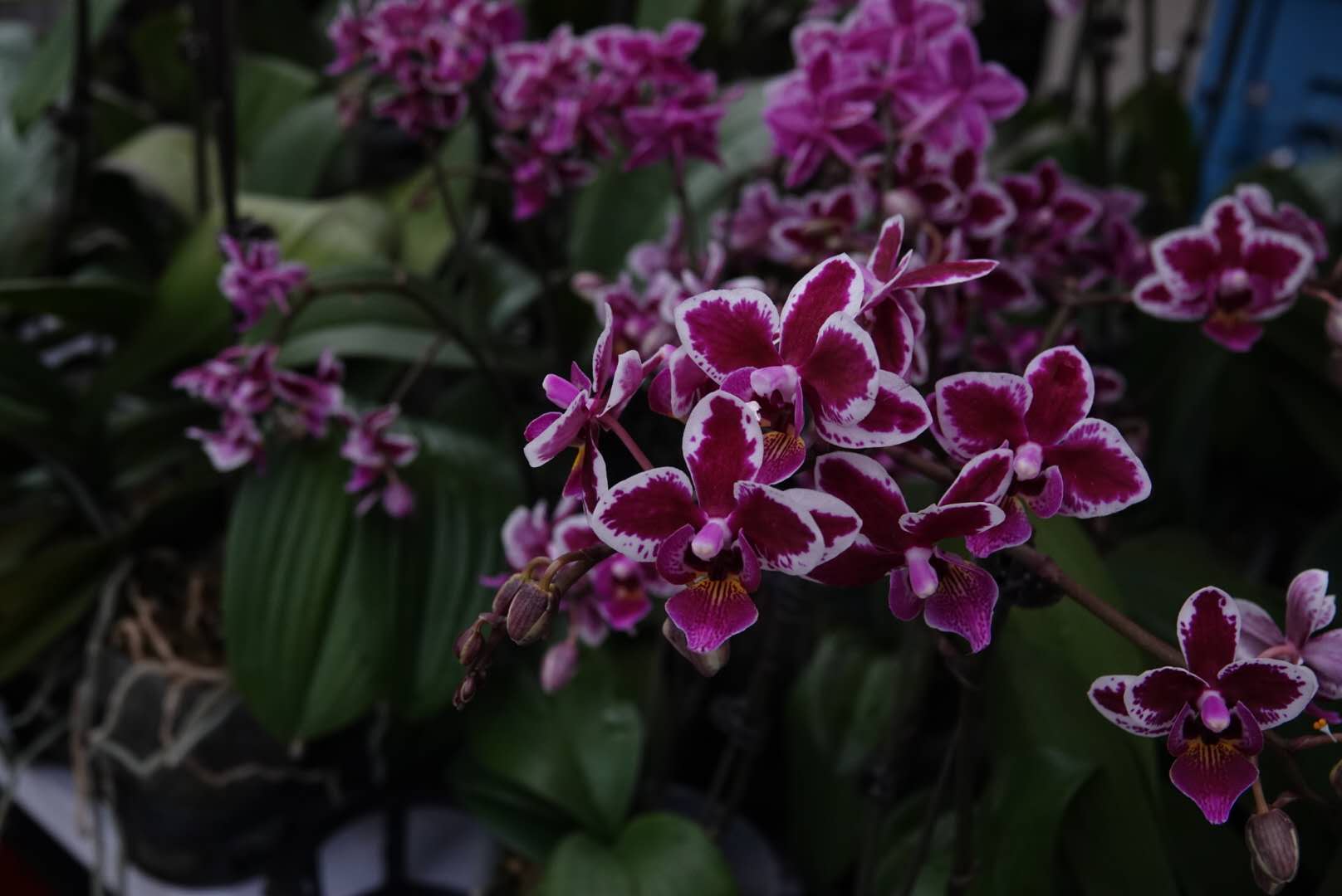 香港北區花鳥蟲魚展覽2018攝影分享