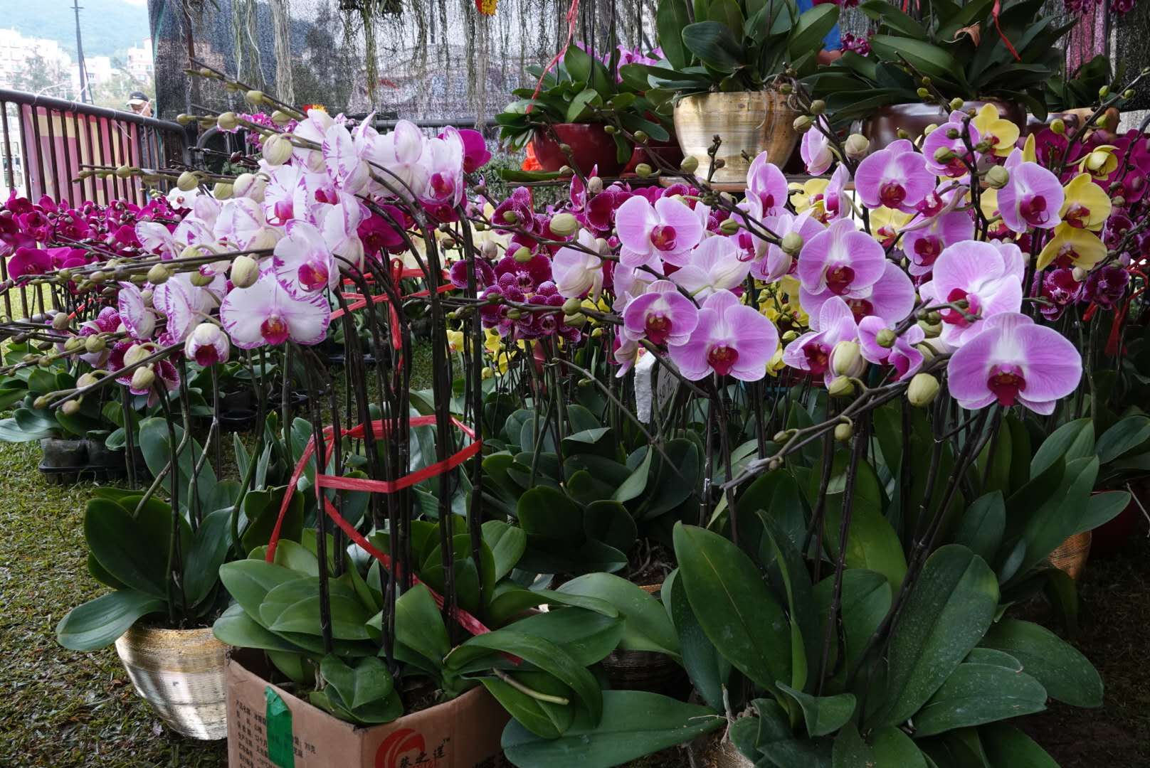 香港北區花鳥蟲魚展覽2018攝影分享
