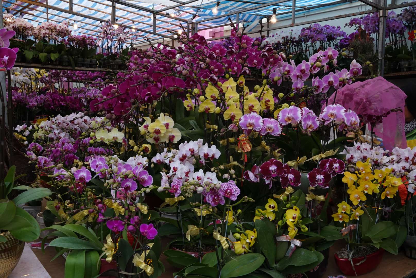 香港北區花鳥蟲魚展覽2018攝影分享