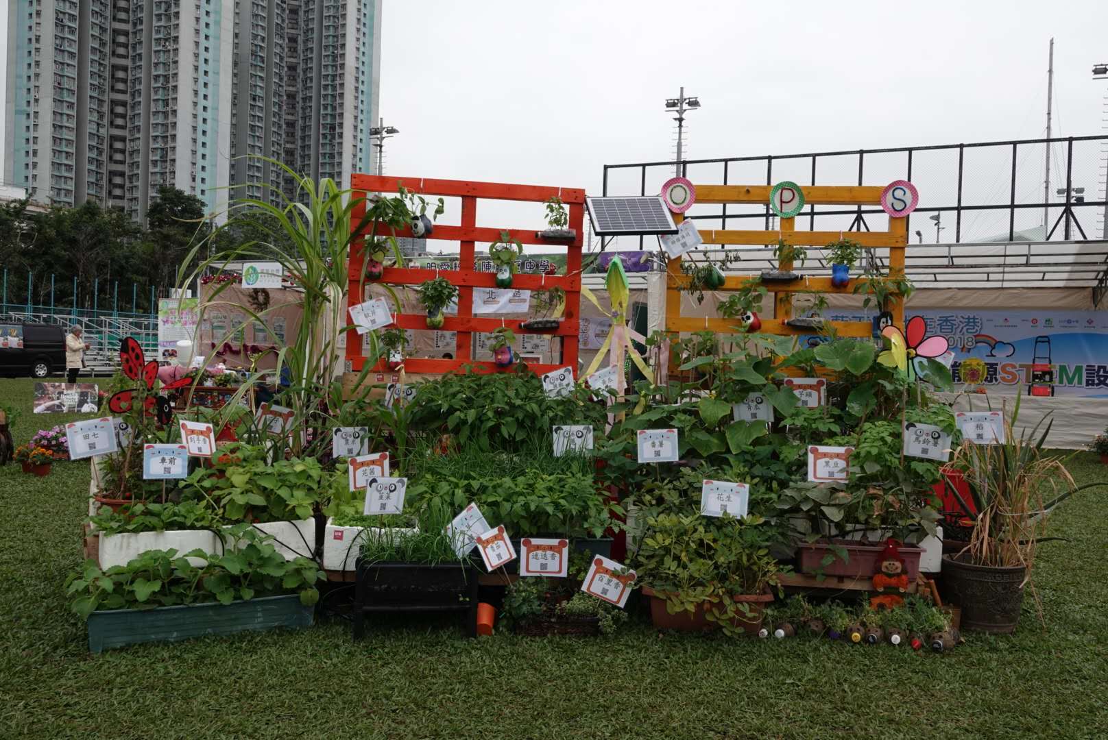香港北區花鳥蟲魚展覽2018攝影分享