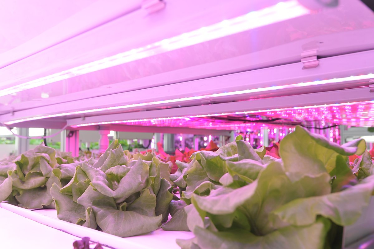 豐收可期:  試驗結果顯示，光譜燈可提高作物的生長率，其中綠橡葉生菜和綠牛油生菜的生長率提高至少50%。
