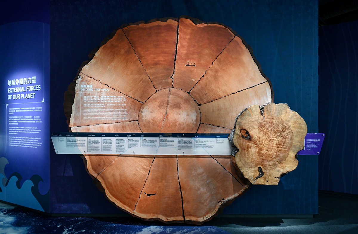 特殊展品:  地球科學廳以真實樹輪製作展品，解構它與氣候變化的關係。