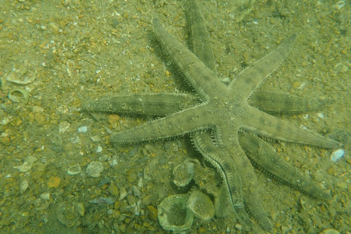 保育生態:  泳灘竣工後，海星等多種被搬遷的物種再現泳灘附近。