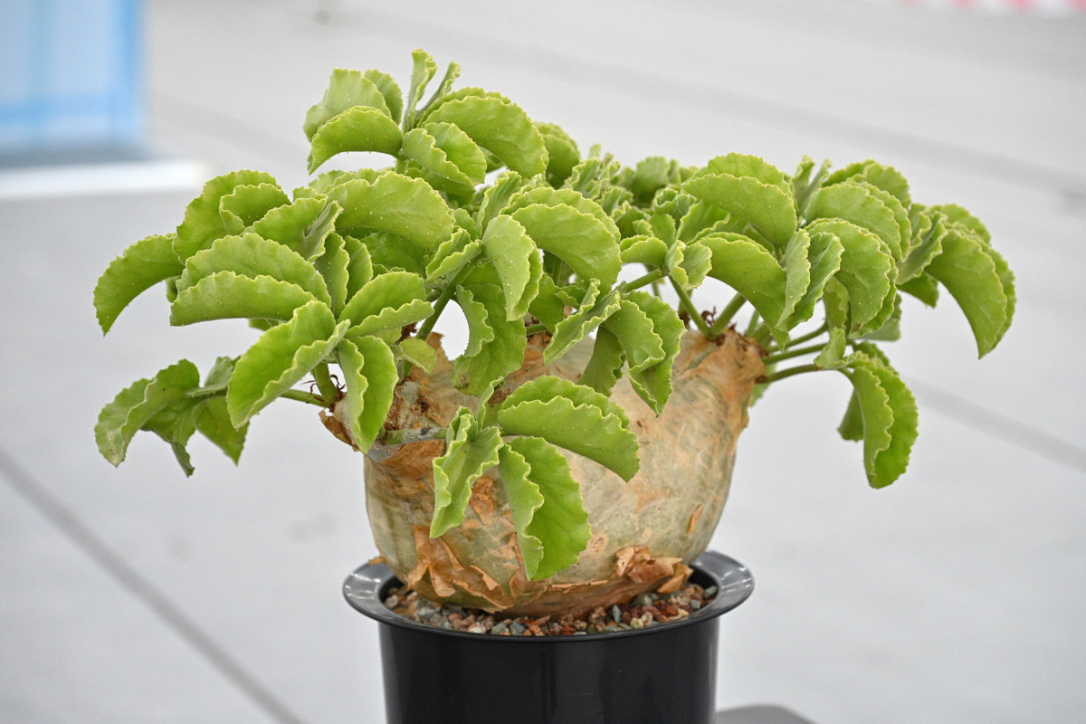 奪冠植物:  花展植物展品比賽公開組全場總冠軍展品為形態優美的肉質植物。