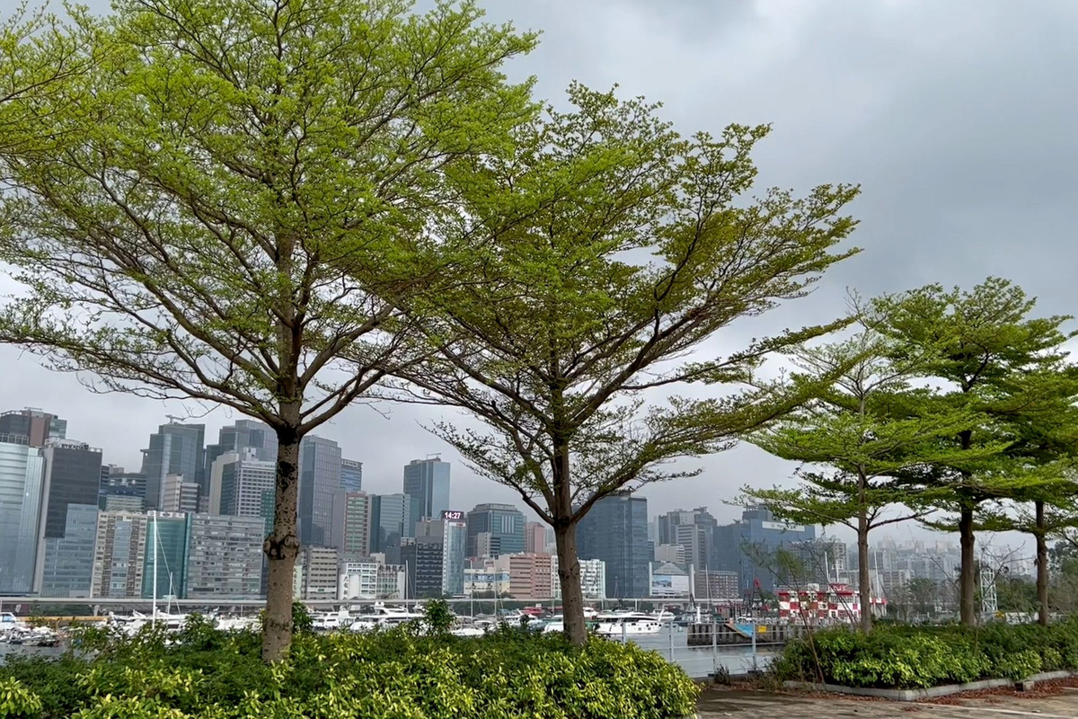 精心挑選:  發展局按照種植有方•因地制宜的原則，選擇合適品種在適當地點種植，例如在海邊種植能夠抗風、抗鹽的細葉欖仁。