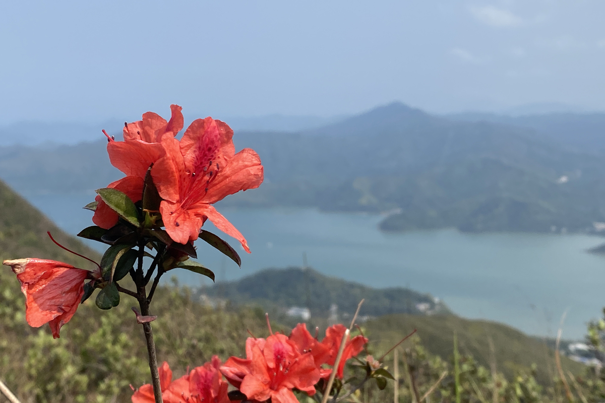 鮮花盛開:  紅花嶺郊野公園內有高保育價值的物種，例如紅杜鵑。