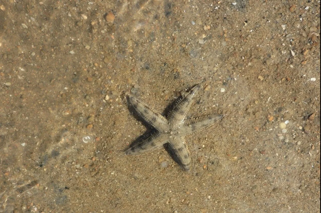 退潮時，淺灘上會發現滿佈飛白楓海星，因其腹部呈白色，外形像一片楓葉而得名