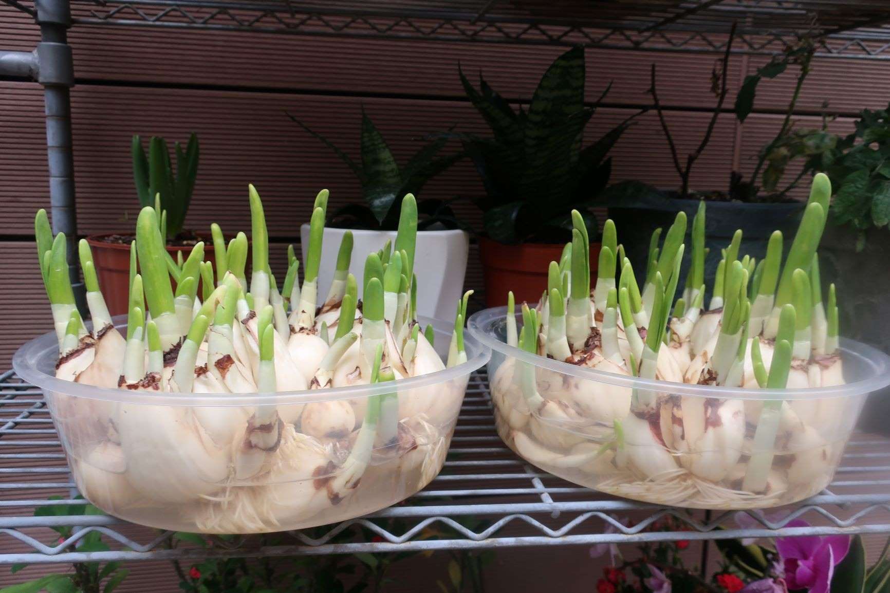 水仙花4