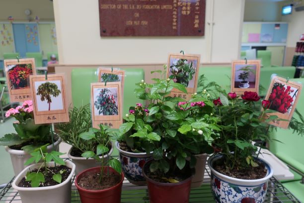 種植耆兵