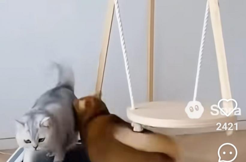 1000014181