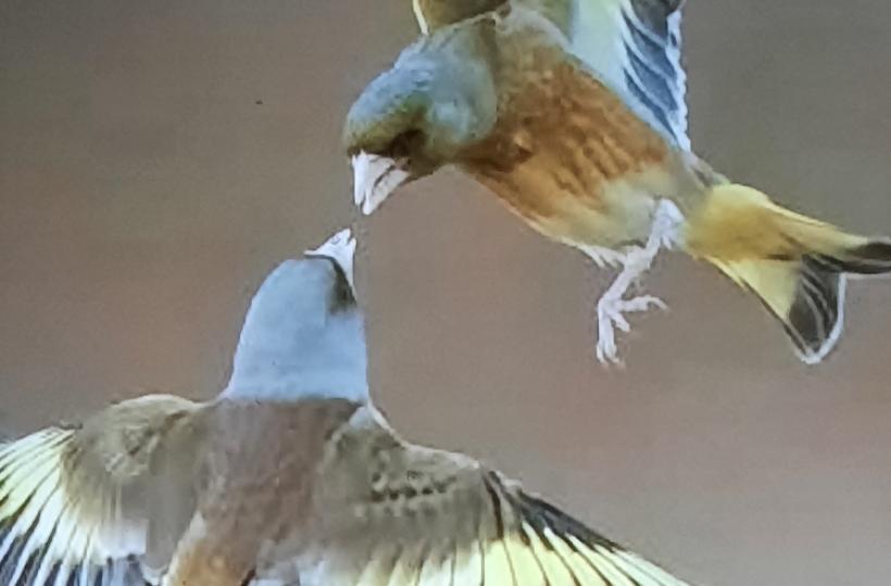 1000041295
