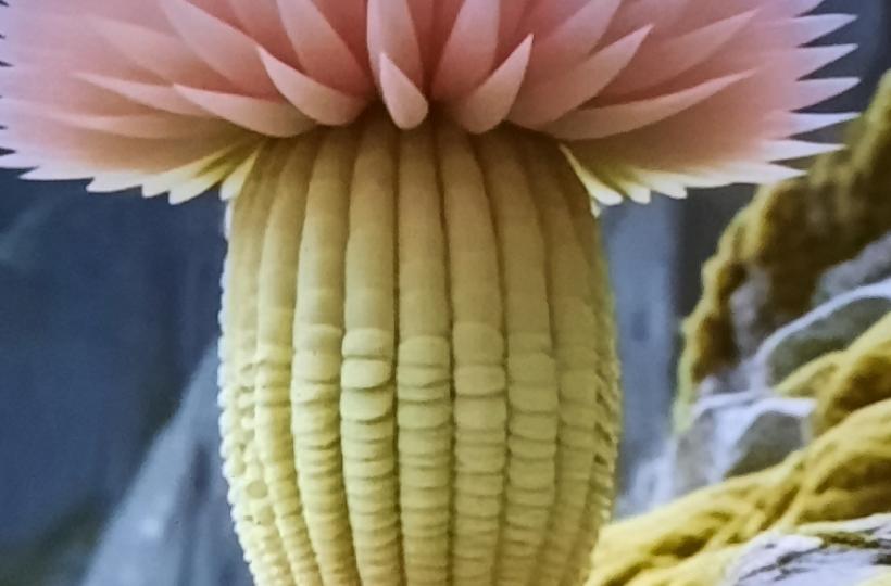 1000042832