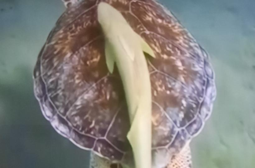 1000047269