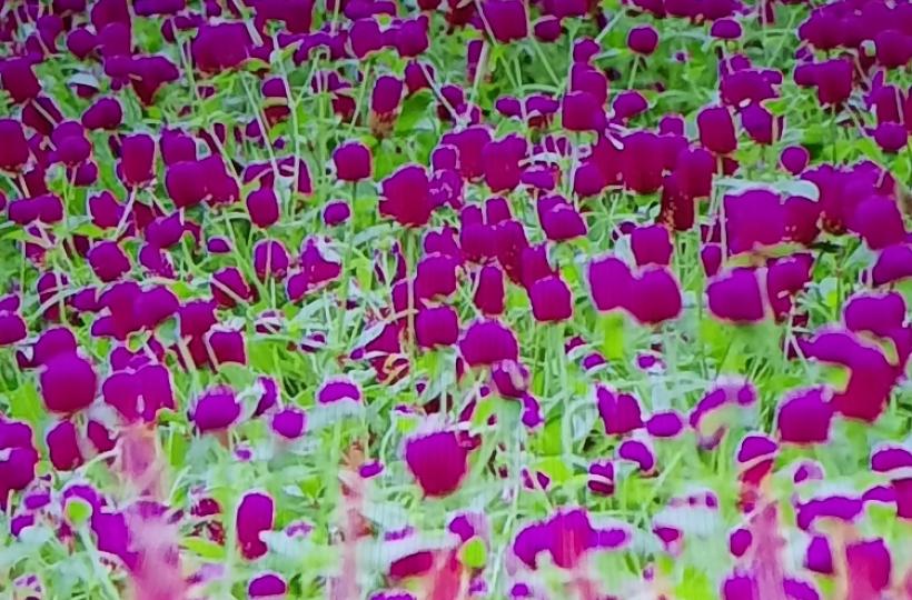 1000048645