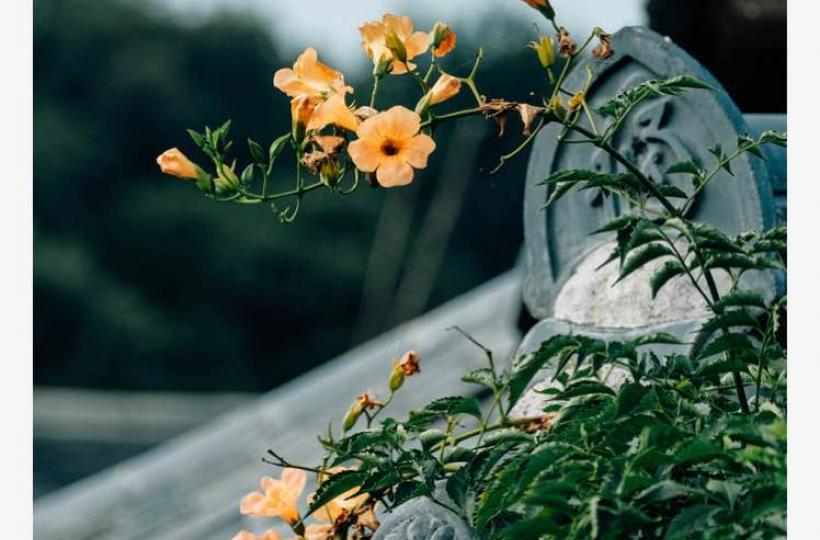 38FA52EB-F149-44D8-8451-597F978F0CE6-20527-000006E00AFCFD15