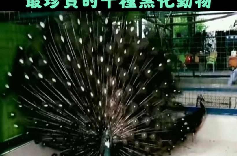 image%3A1000034206
