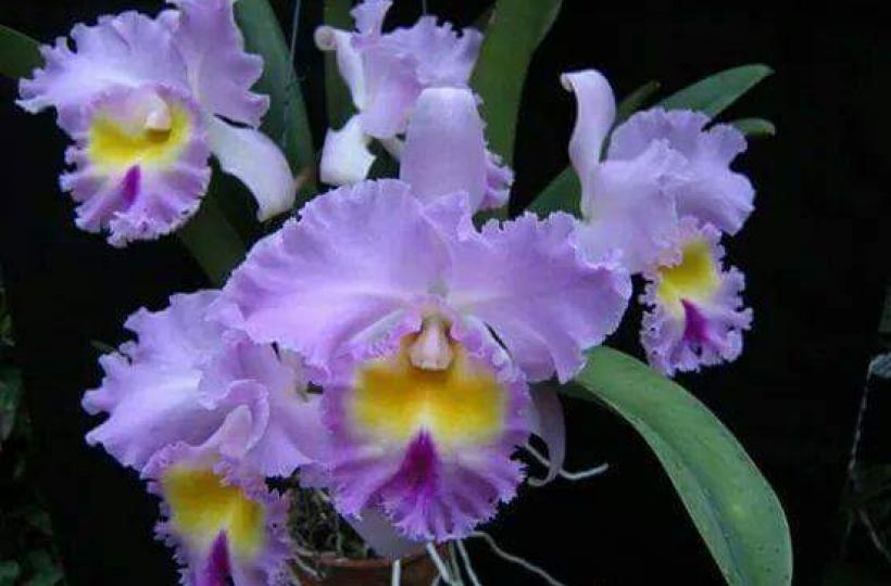 花花世界、品種繁多、又一種靚靚的蘭花！...