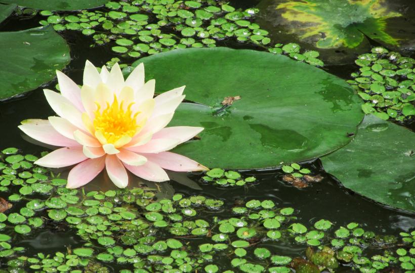 自已找資料、學構圖、終於影左這幅。。。。。...