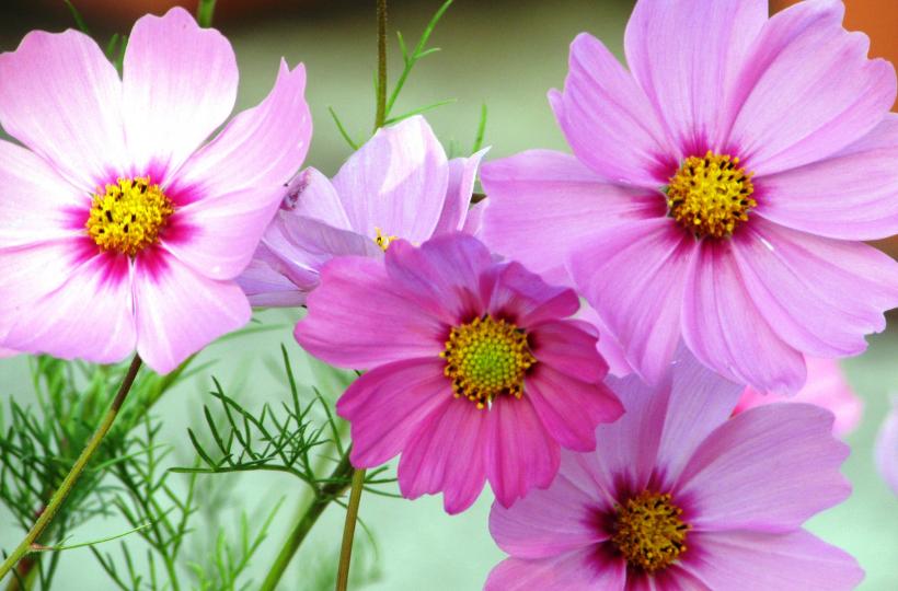 花花草草、美好的一天、各位早晨！...