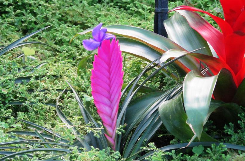 花花草草、攝於嘉道理農場！...