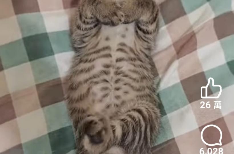 看看小猫的睡姿表情多寫意！...