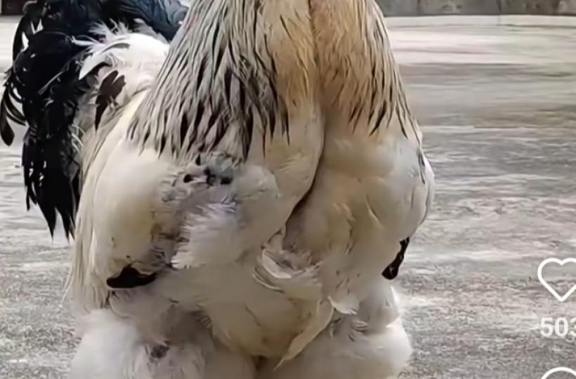 猜猜這是什么鸡這么好看！...