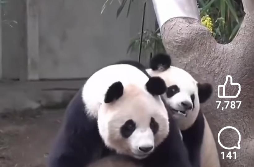 小甜睿把着愛宝撒嬌非常........