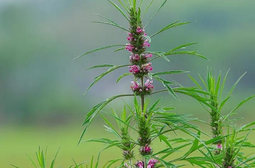 益母草原來是這樣漂亮的！...