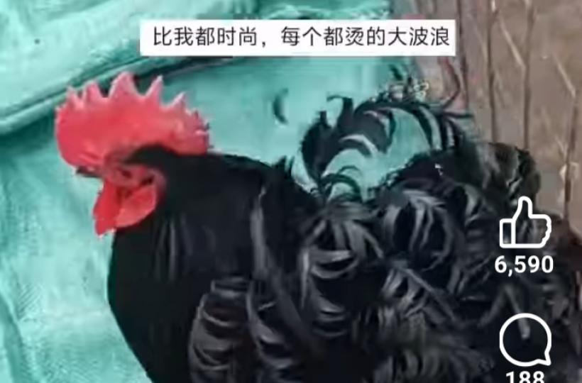第一次見尾巴這麼洋氣...