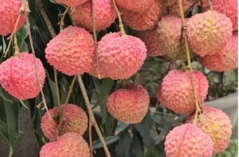糯米糍荔枝.香甜可口.但不要多吃...