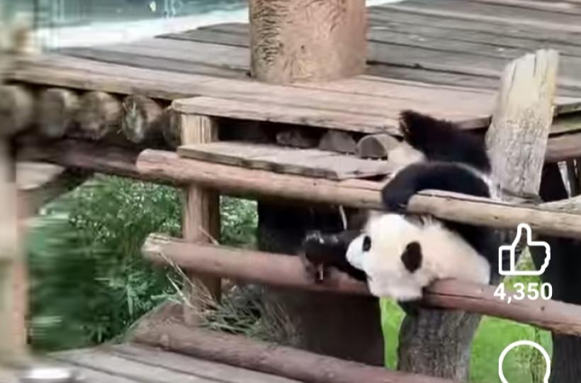 三妹頼在外面不想下班...